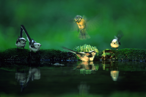 kismadarak vízközelében az erdőben