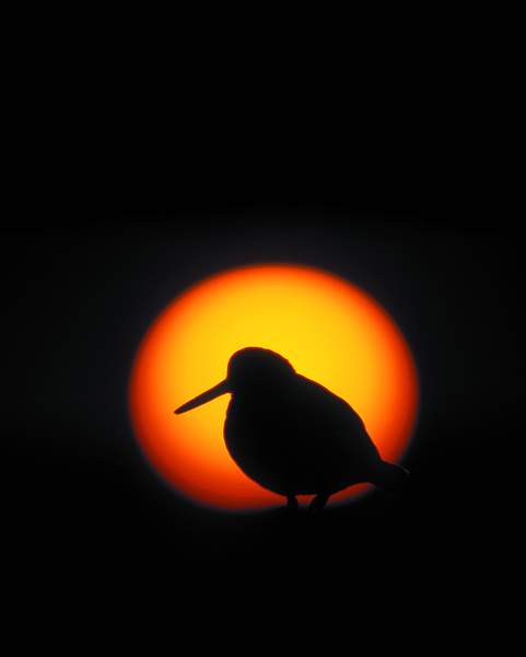 hosszú csörű madár naplementével
