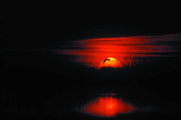 fekete vörös színben megy le a nap és rajta egy madár látható