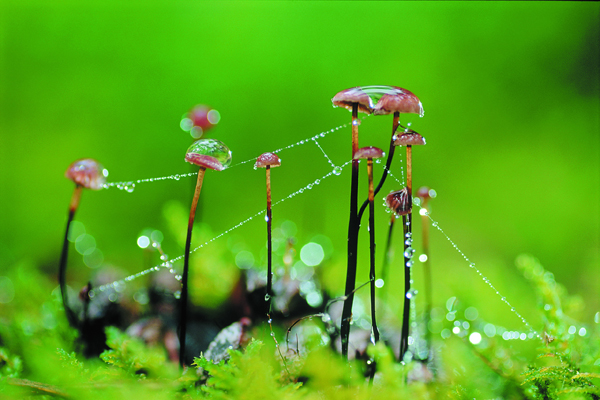 gombák vízes pókhálóval